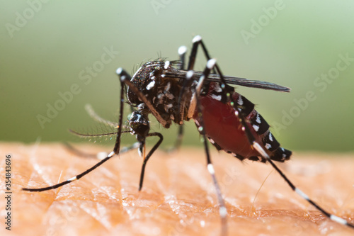 Aedes albopictus Mosquito. Super macro close up a Mosquito sucking human blood,