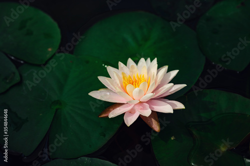 Beautiful Thai Lotus in dark blue water surface