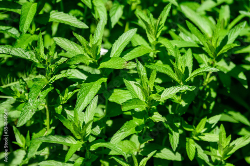 Close up of many fresh green lemon mint leaves in direct sunlight, in a herbs garden, in a sunny summer day, beautiful outdoor monochrome background photographed with soft focus.