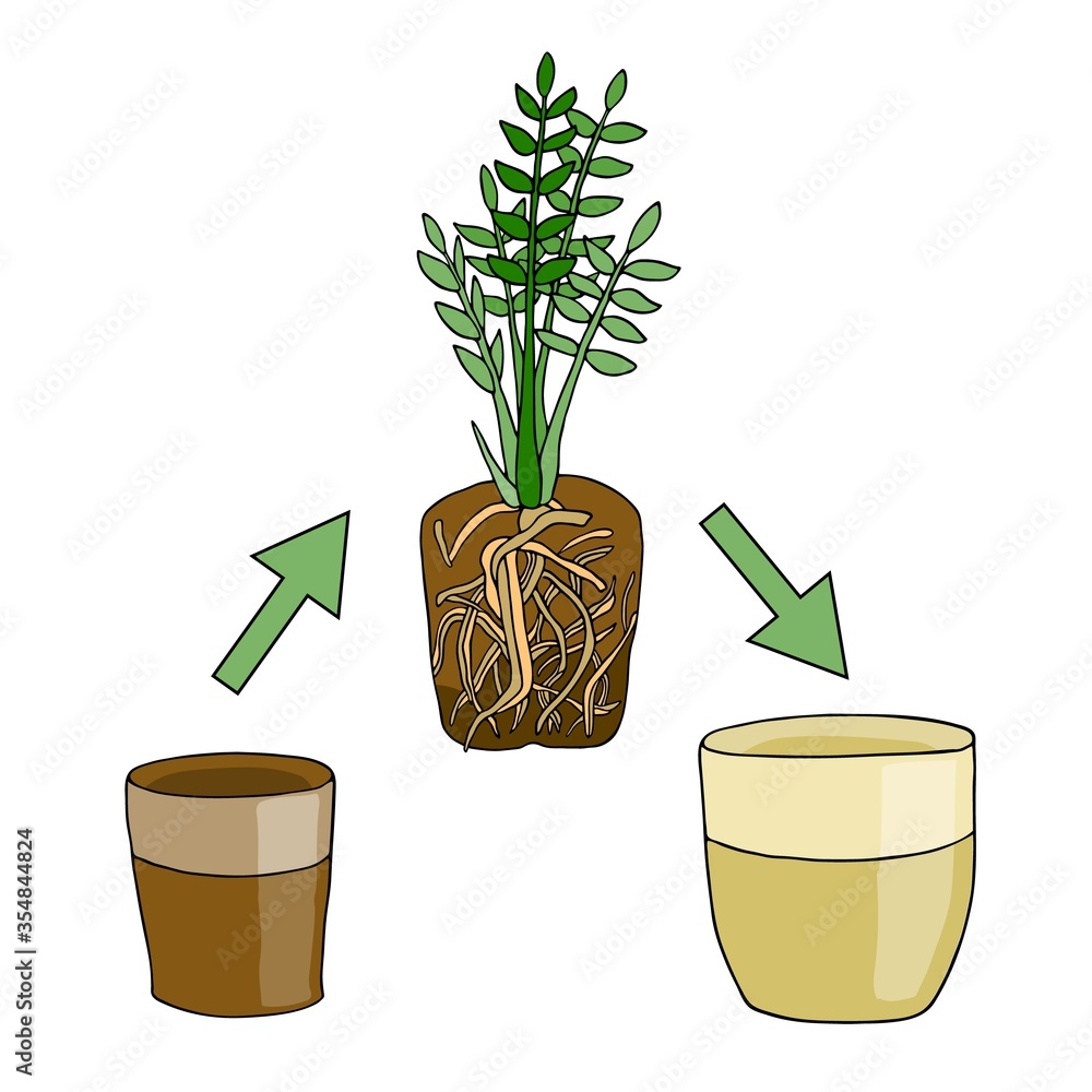 Transplanting flower from small pot to bigger pot. Vector instruction. Zamioculcas plant with
