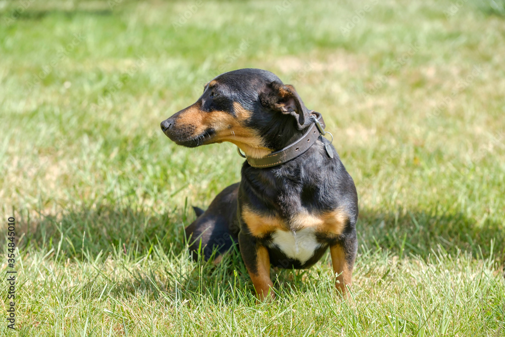 Black and tan Jack Russell Terrier posing in full body, sits in the grass with shadow Black and tan Jack Russell Terrier posing in full body, sits in the grass with shadow