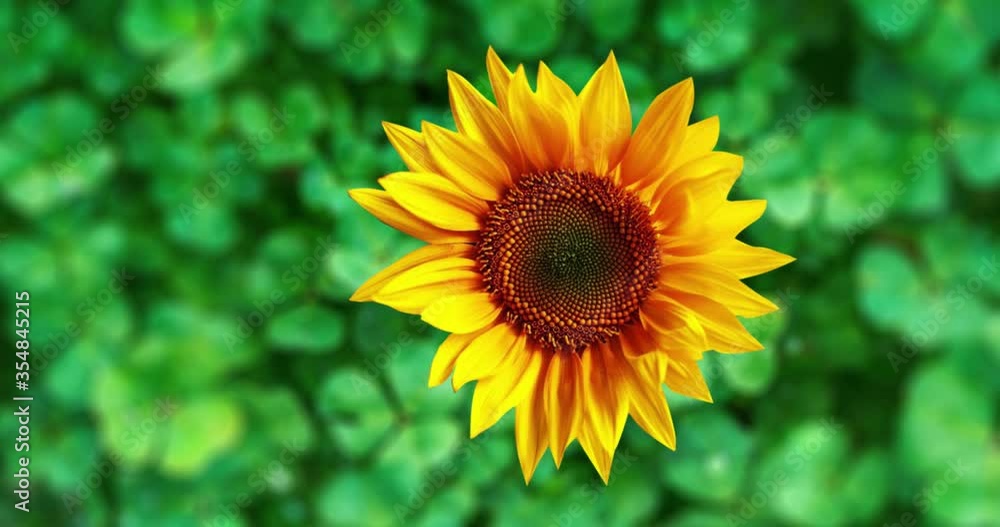 Animated flower rotating while moving Animated flower rotating while moving