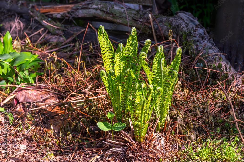 New spring growth of Fern bush in the forest.