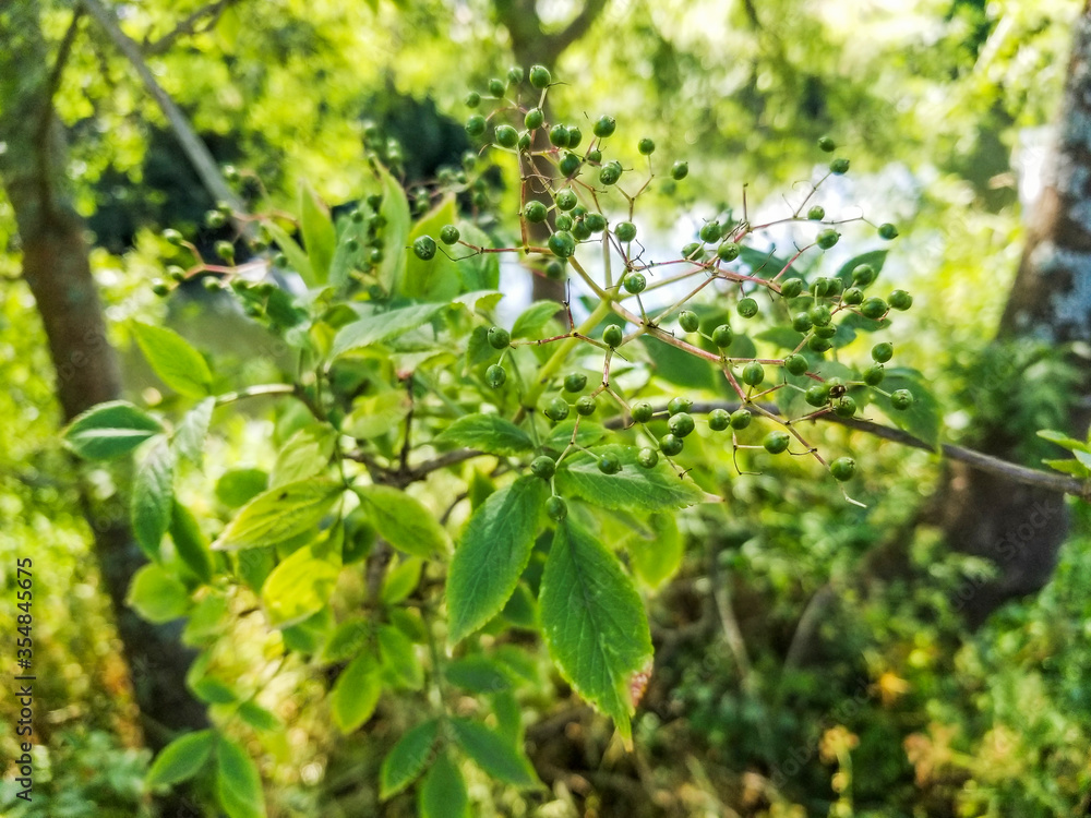 Green fruits of black elder or elderberry Green fruits of black elder or elderberry