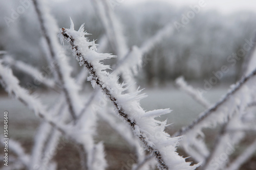 Winter. Snow. Frost.  Maatschappij van Weldadigheid Frederiksoord. Drenthe. Netherlands. Ripe on wire. © A