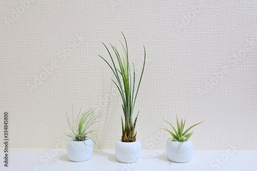 Air plants in a small vase on the shelf
