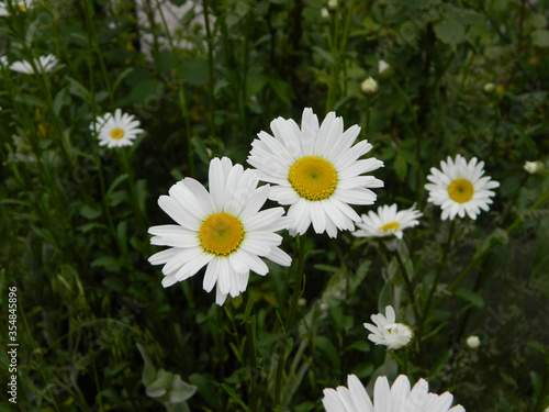 wildflowers after rain in summer