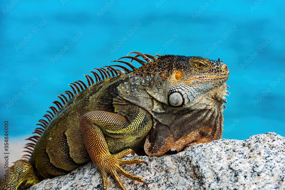 Obraz premium Green iguana, also known as the American iguana, herbivorous species of lizard of the genus Iguana.