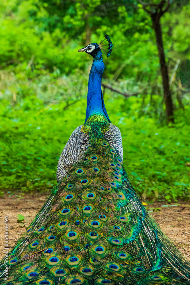 Obraz premium A peacock sitting with its feathers spread
