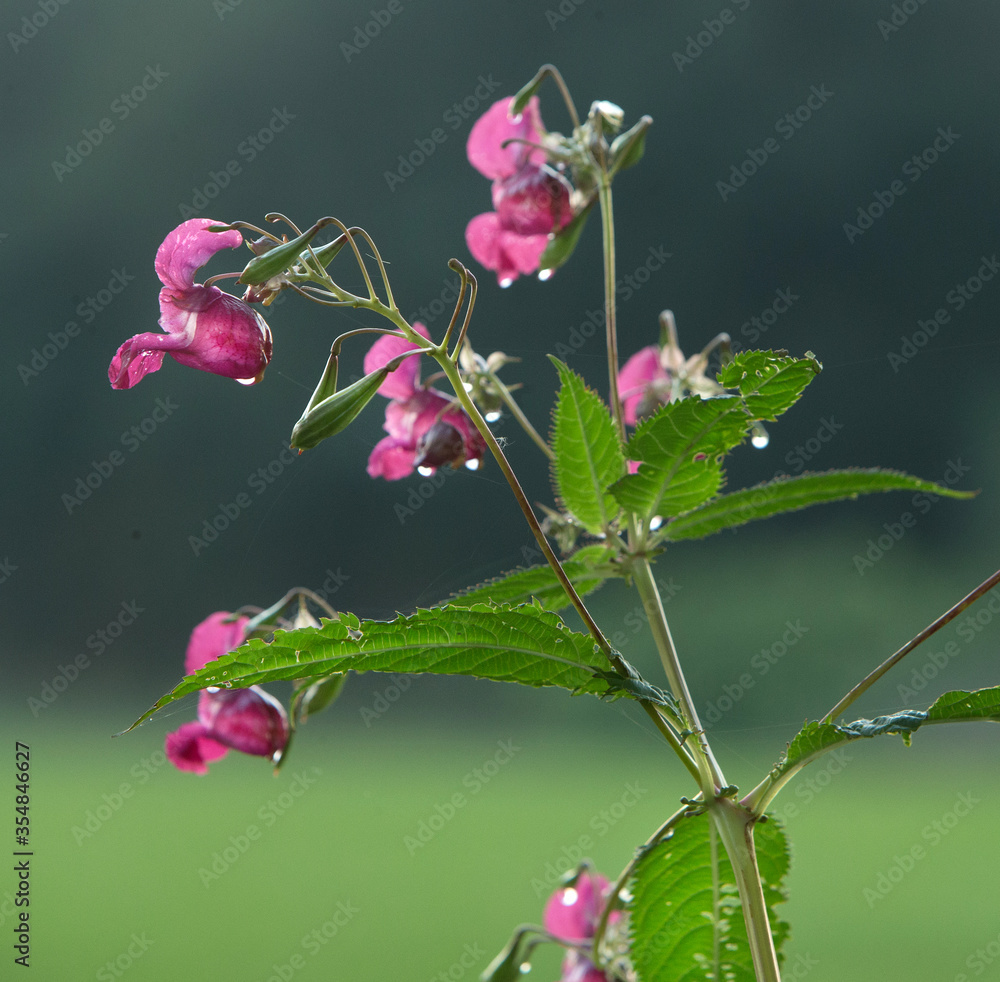 Flowers with morning dew.. Drenthe Netherlands. Cut trees. Wood Flowers with morning dew.. Drenthe Netherlands. Cut trees. Wood
