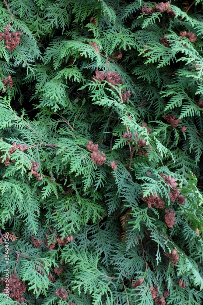 Plexus of thuja branches as a background.
