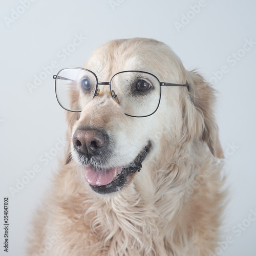 Retrato perro de raza Golden retriever  con gafas