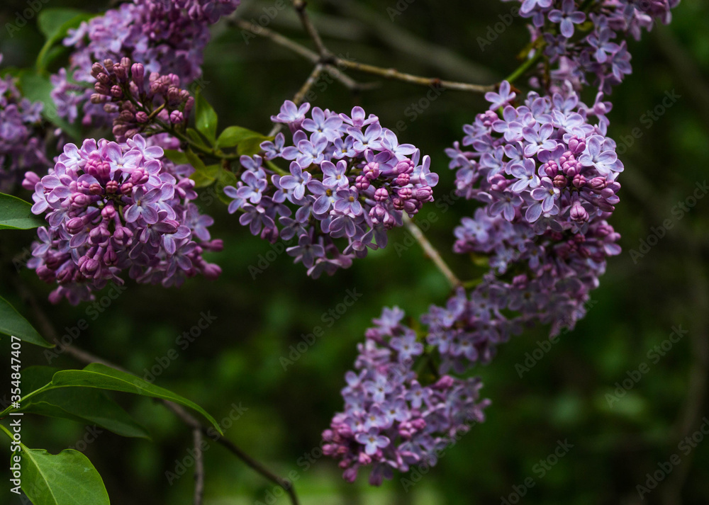 blooming purple lilac on a branch