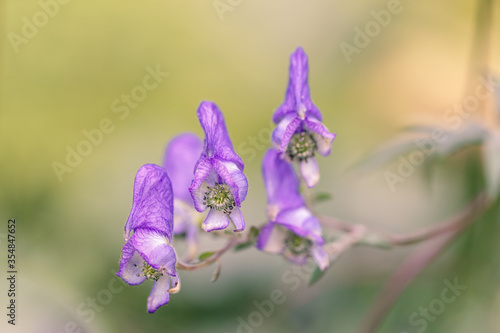 Obraz na plátně Fragile wild aconite close-up