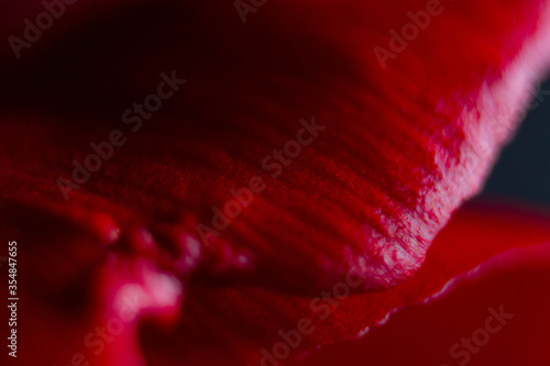 Fototapeta Naklejka Na Ścianę i Meble -  red tulip petal on a black background. macro 