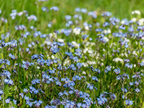 spring meadow with beautiful flowers in the garden during spring  Forget not me  flowers