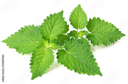 fresh Korean mint twigs isolated on white background