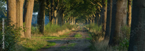 Sunset. Beechtrees.  Maatschappij van Weldadigheid Frederiksoord. Drenthe. Netherlands. Lane structure. Panorama photo