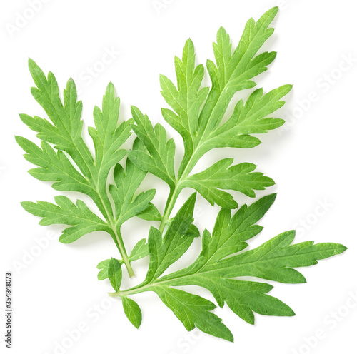 fresh mugwort leaves isolated on white background, top view