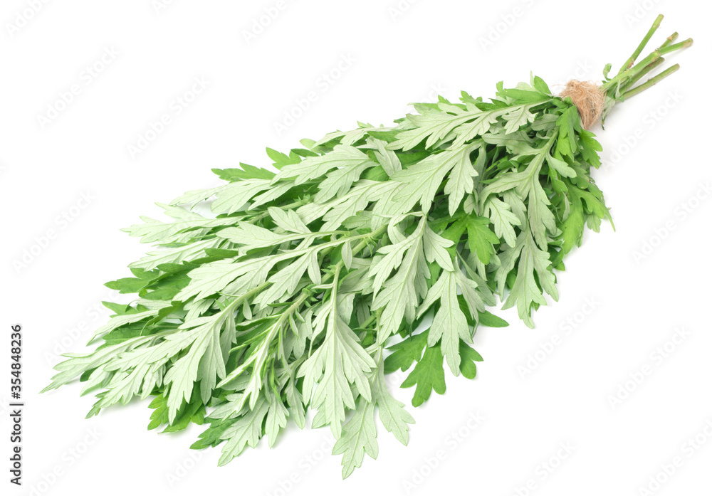 bunch of fresh mugwort twigs isolated on white background bunch of fresh mugwort twigs isolated on white background