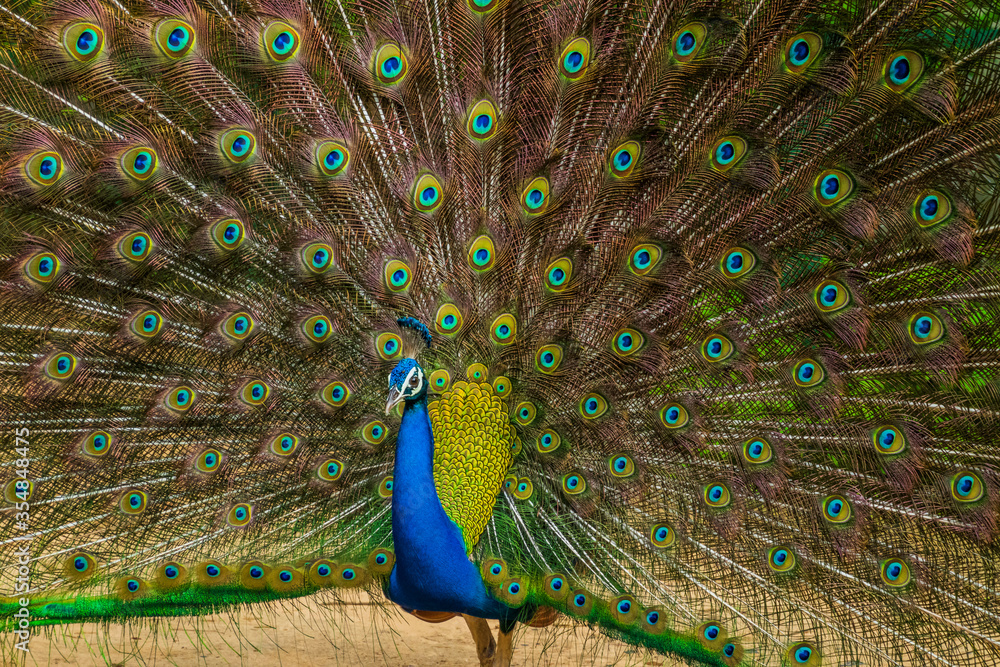 Obraz premium An Indian male peacock dancing 