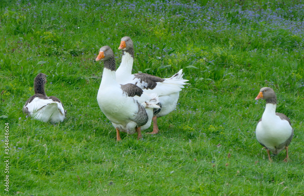 Obraz premium Gänse auf Bauernhof