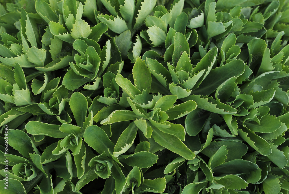 Fototapeta premium Texture of green plant.