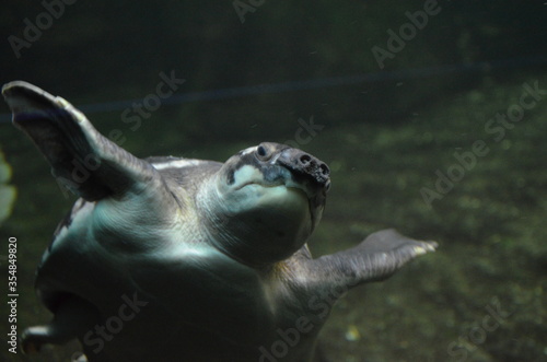 A Turtle, a Berlin aquarium, Germany
