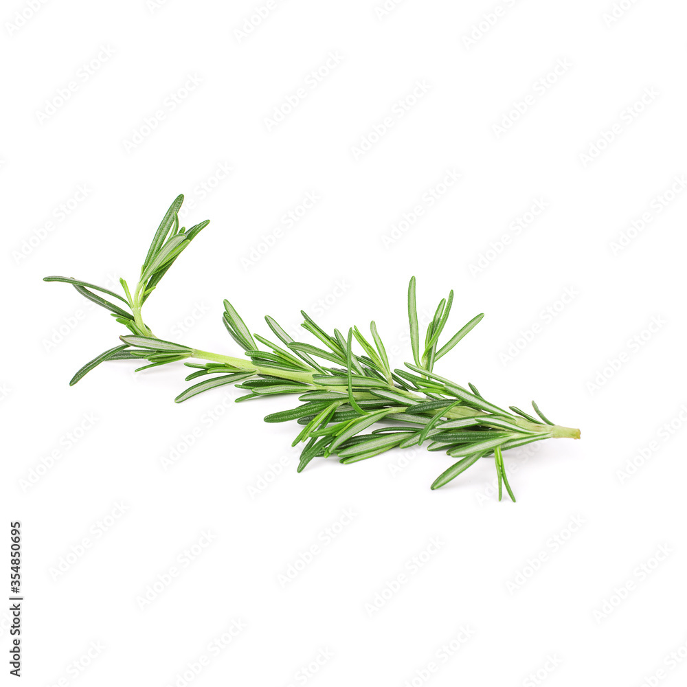 Twigs of green rosemary on a white background Twigs of green rosemary on a white background