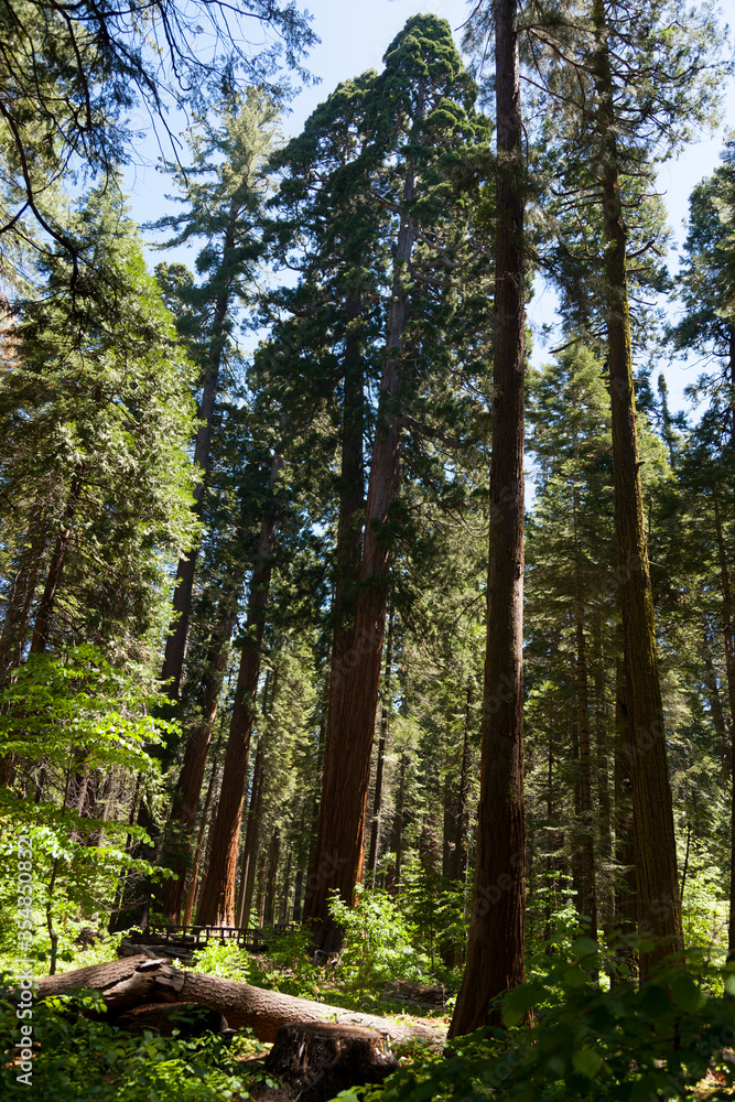 Fototapeta premium Sequoia
