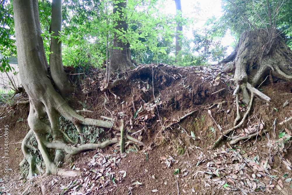 Fototapeta premium 八国山緑地 木の根