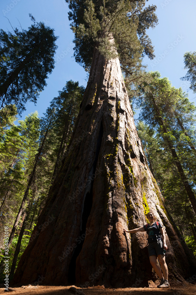 Sequoia Sequoia