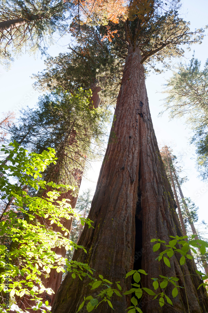 Fototapeta premium Sequoia