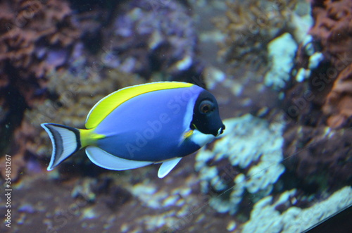 Tropical fish in aquarium, Berlin