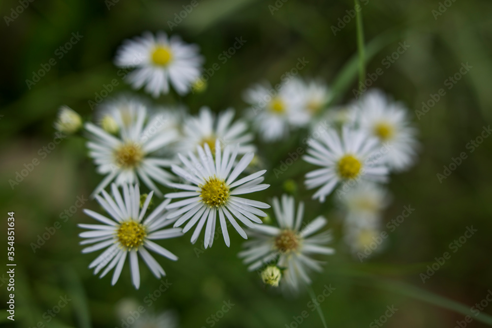 white daisies in the grass white daisies in the grass