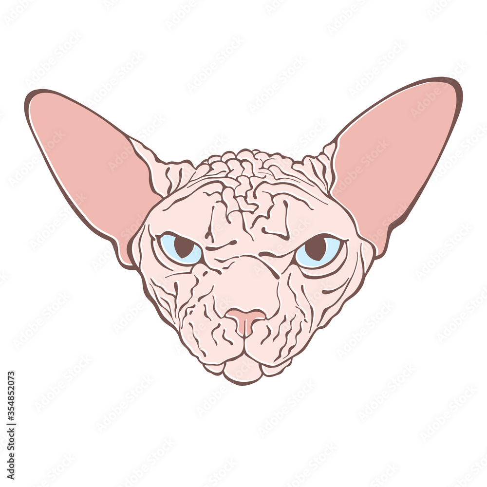 Canadian Sphinx, cat face. Hand-drawn vector illustration on white. Isolated element for design.