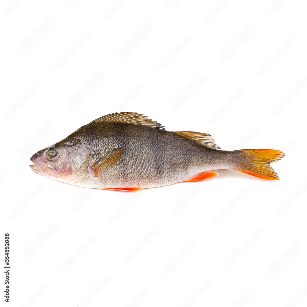 Fresh perch fish on a white background Fresh perch fish on a white background
