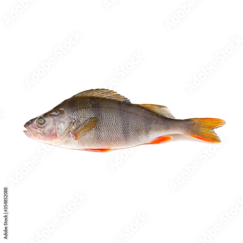 Fresh perch fish on a white background