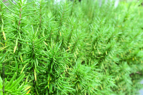 Masses of lushly green rosemary