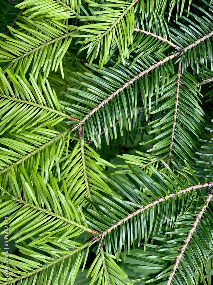 green pine leaves