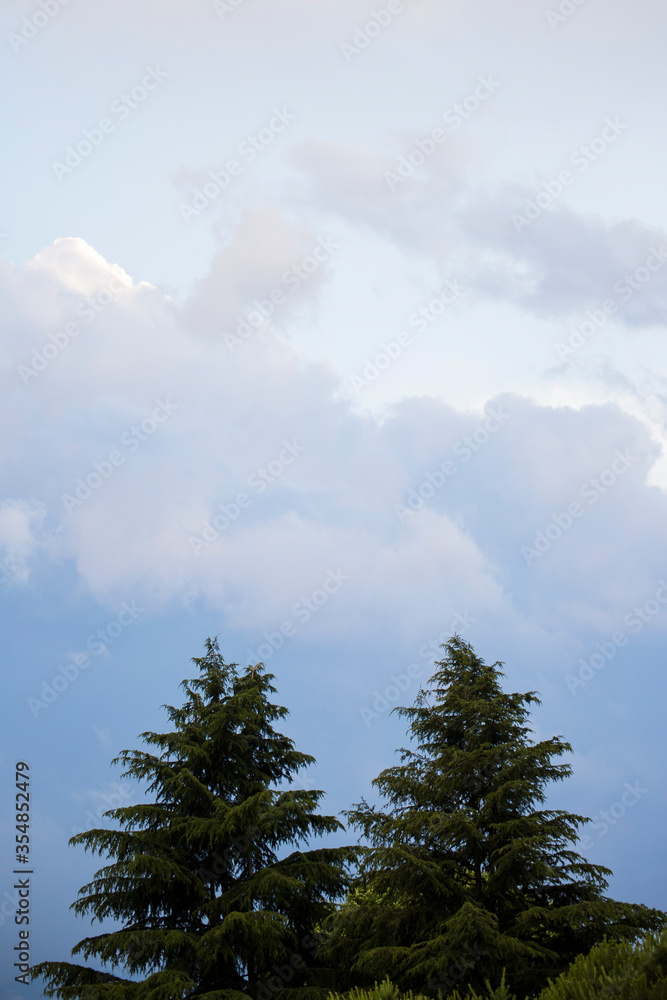 Obraz premium Grey and white stormy clouds over tree tops. Heavenly or weather background or wallpaper. Vertical shot.