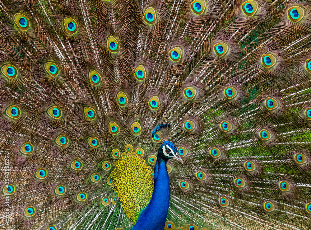 Obraz premium An Indian male peacock dancing