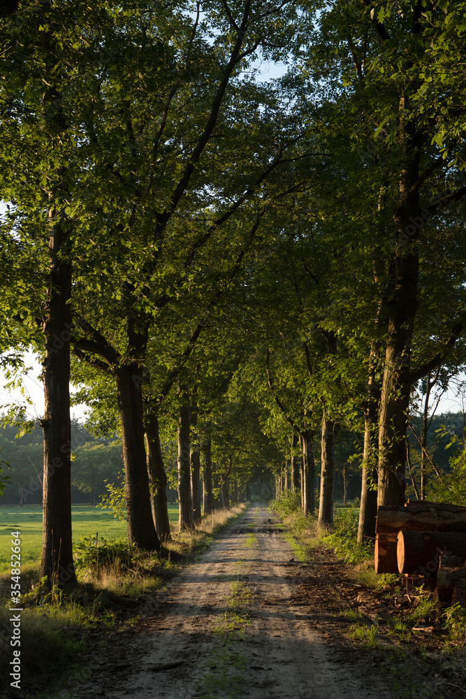 Sunset. Beechtrees. Maatschappij van Weldadigheid Frederiksoord. Drenthe. Netherlands. Lane structure. Sunset. Beechtrees. Maatschappij van Weldadigheid Frederiksoord. Drenthe. Netherlands. Lane structure.
