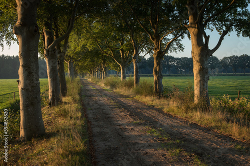Sunset. Beechtrees.  Maatschappij van Weldadigheid Frederiksoord. Drenthe. Netherlands. Lane structure.