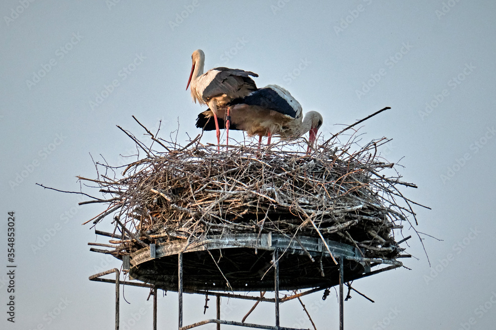 Fototapeta premium Ein Weißstorchenpaar ( Ciconia ciconia ) auf seinem Nest.