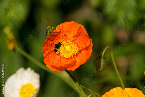 Bienen sammeln ihren Nektar von Mohnbl  ten. Der Mohn bl  ht in den Farben orange  gelb  rot und wei  . Die Bl  ten entfalten ihre Pracht im Sommer  vorwiegend in den Monaten Mai und Juni. 