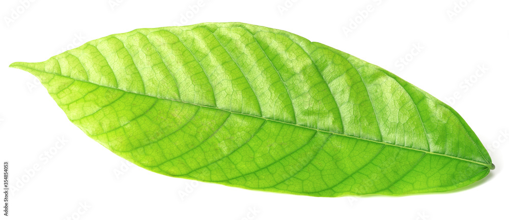 Obraz premium fresh cocoa leaf isolated on white background