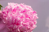 Nahaufnahme einer pinken Pfingstrosenblüte. Die Pfingstrose blüht im Frühling von Ende April bis Anfang Mai.