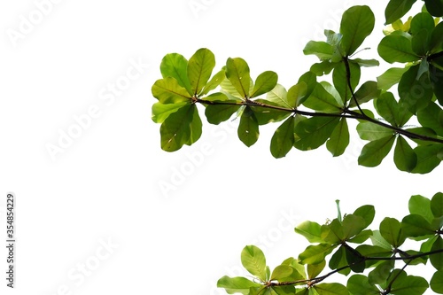 Indian almond tree with leaves branches on white isolated background for green foliage backdrop and copy space 