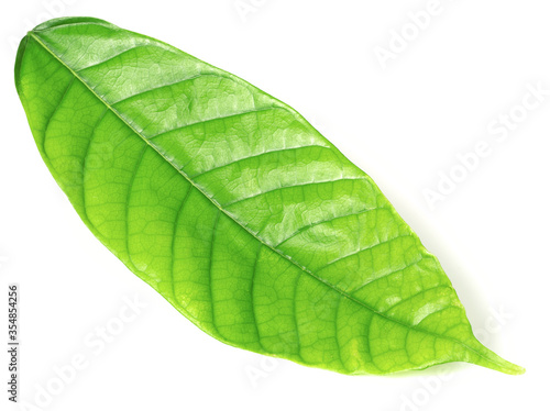 fresh cocoa leaf isolated on white background